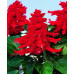 Ateş Çiçeği 25 Adet - Scarlet Sage Tropikal Adaçayı Kızıl Slavia
