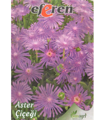 Aster Çiçeği 25 Adet - Yıldızpatı Çiçeği