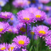 Aster Çiçeği 25 Adet - Yıldızpatı Çiçeği