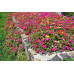 İpek Çiçeği 50 Adet - Şellaki Kedi Tırnağı
