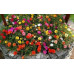 İpek Çiçeği 50 Adet - Şellaki Kedi Tırnağı