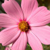 Kozmos Çiçeği 25 Adet - Meksika Yıldızı