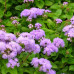 Vapur Dumanı Çiçeği 50 Adet - Ageratum Floss Flower Bluemink