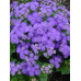 Vapur Dumanı Çiçeği 50 Adet - Ageratum Floss Flower Bluemink